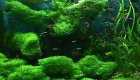 Akvarium