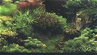 Akvarium