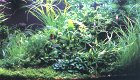 Akvarium